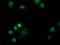 Destrin antibody, TA502654, Origene, Immunofluorescence image 