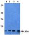 Ribosomal Protein L37a antibody, A10125-1, Boster Biological Technology, Western Blot image 