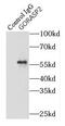 Golgi Reassembly Stacking Protein 2 antibody, FNab03564, FineTest, Immunoprecipitation image 