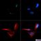 Cyclin Dependent Kinase Inhibitor 2A antibody, NB200-111, Novus Biologicals, Immunofluorescence image 