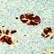 Adenovirus antibody, MA5-11349, Invitrogen Antibodies, Immunohistochemistry frozen image 
