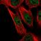 Capping Actin Protein Of Muscle Z-Line Subunit Beta antibody, HPA056066, Atlas Antibodies, Immunofluorescence image 