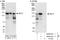 Replication factor C subunit 1 antibody, NB600-961, Novus Biologicals, Western Blot image 