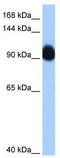 RING finger protein 10 antibody, TA343758, Origene, Western Blot image 