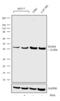 Dual Specificity Phosphatase 6 antibody, 720405, Invitrogen Antibodies, Western Blot image 