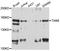 T Cell Lymphoma Invasion And Metastasis 1 antibody, abx126703, Abbexa, Western Blot image 