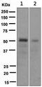 Forkhead Box A2 antibody, TA307001, Origene, Western Blot image 