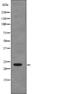 RAS Related antibody, abx218392, Abbexa, Western Blot image 
