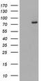 Complement C1s subcomponent antibody, TA503954, Origene, Western Blot image 