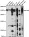 Kinesin Family Member 20B antibody, LS-C750331, Lifespan Biosciences, Western Blot image 
