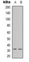 HAP3 antibody, orb318773, Biorbyt, Western Blot image 