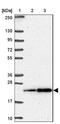 Small Nuclear Ribonucleoprotein Polypeptide C antibody, NBP2-38755, Novus Biologicals, Western Blot image 