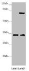 Centromere protein K antibody, LS-C675501, Lifespan Biosciences, Western Blot image 
