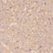 Serine Peptidase Inhibitor, Kazal Type 9 antibody, FNab08181, FineTest, Immunohistochemistry frozen image 