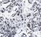 H12 antibody, FNab03883, FineTest, Immunohistochemistry frozen image 