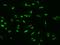 Nuclear Factor I B antibody, 200231-T02, Sino Biological, Immunohistochemistry paraffin image 