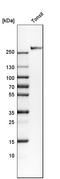 Complement C3b/C4b Receptor 1 (Knops Blood Group) antibody, HPA049348, Atlas Antibodies, Western Blot image 