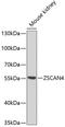 Zinc finger and SCAN domain containing protein 4C antibody, GTX66052, GeneTex, Western Blot image 