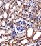 C-C Motif Chemokine Ligand 2 antibody, orb11028, Biorbyt, Immunohistochemistry paraffin image 