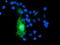 Growth arrest-specific protein 7 antibody, LS-C115744, Lifespan Biosciences, Immunofluorescence image 