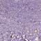 Zona pellucida sperm-binding protein 4 antibody, HPA008547, Atlas Antibodies, Immunohistochemistry frozen image 