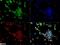 CD204 antibody, NB400-159, Novus Biologicals, Immunocytochemistry image 