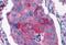 Cholecystokinin B Receptor antibody, MBS247294, MyBioSource, Immunohistochemistry frozen image 