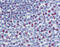 Forkhead Box M1 antibody, AVARP03043_P050, Aviva Systems Biology, Immunohistochemistry frozen image 