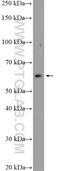 Suppressor of tumorigenicity 7 protein antibody, 11945-1-AP, Proteintech Group, Western Blot image 