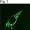 Coatomer Protein Complex Subunit Beta 1 antibody, NBP2-22544, Novus Biologicals, Immunofluorescence image 