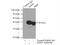 Alcohol dehydrogenase class-3 antibody, 16379-1-AP, Proteintech Group, Immunoprecipitation image 