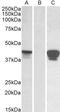 SLAM family member 8 antibody, TA320201, Origene, Western Blot image 