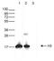 Histone H3 antibody, NBP2-59277, Novus Biologicals, Western Blot image 