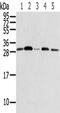 RPA34 antibody, CSB-PA249582, Cusabio, Western Blot image 