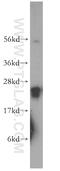 RAB3C, Member RAS Oncogene Family antibody, 16867-1-AP, Proteintech Group, Western Blot image 