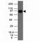 Nucleolin antibody, V2755IHC-7ML, NSJ Bioreagents, Immunohistochemistry paraffin image 