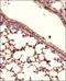 MITA antibody, NBP2-24683, Novus Biologicals, Immunohistochemistry paraffin image 
