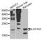 Biogenesis Of Lysosomal Organelles Complex 1 Subunit 2 antibody, STJ110314, St John
