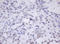 SEN1 antibody, LS-C788760, Lifespan Biosciences, Immunohistochemistry frozen image 