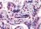 Homeobox protein GBX-2 antibody, orb19380, Biorbyt, Immunohistochemistry paraffin image 