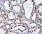 Protein Tyrosine Phosphatase Receptor Type E antibody, LS-C115045, Lifespan Biosciences, Immunohistochemistry paraffin image 