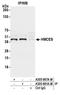 5-Hydroxymethylcytosine Binding, ES Cell Specific antibody, A305-867A-M, Bethyl Labs, Immunoprecipitation image 