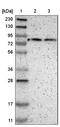 PAS Domain Containing Repressor 1 antibody, NBP1-84345, Novus Biologicals, Western Blot image 