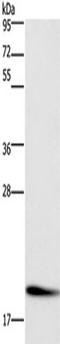 p18 antibody, TA349816, Origene, Western Blot image 