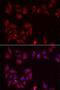 Pyridoxal Kinase antibody, orb247566, Biorbyt, Immunocytochemistry image 