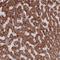 Ribosomal Protein S18 antibody, HPA050159, Atlas Antibodies, Immunohistochemistry frozen image 