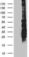 Sperm-associated antigen 5 antibody, TA810452, Origene, Western Blot image 