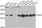 Dimethylarginine Dimethylaminohydrolase 2 antibody, orb247451, Biorbyt, Western Blot image 