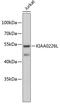 Rubicon Like Autophagy Enhancer antibody, 19-083, ProSci, Western Blot image 
