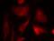 SMAD2 antibody, 79-618, ProSci, Immunofluorescence image 